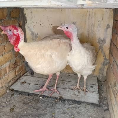 white turkey pair fix price