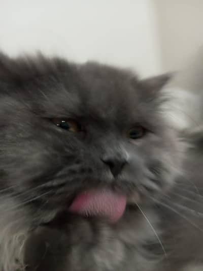 Persian punch face for sale