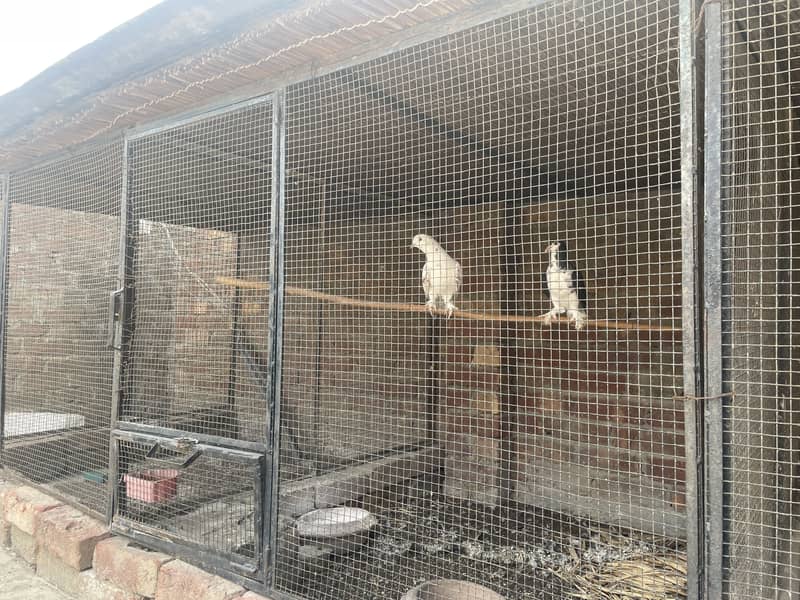 4\4 4 portion cage 0