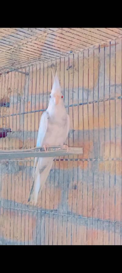 Cocktail parrots Pair for sale