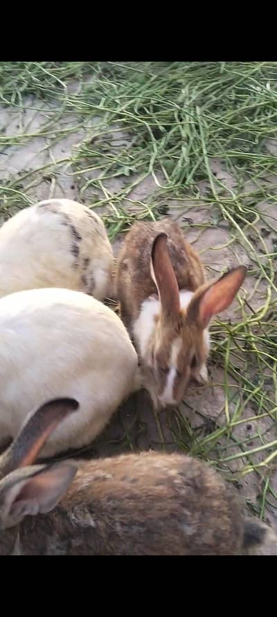 Rabbits