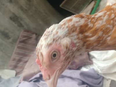 aseel female and male for sale