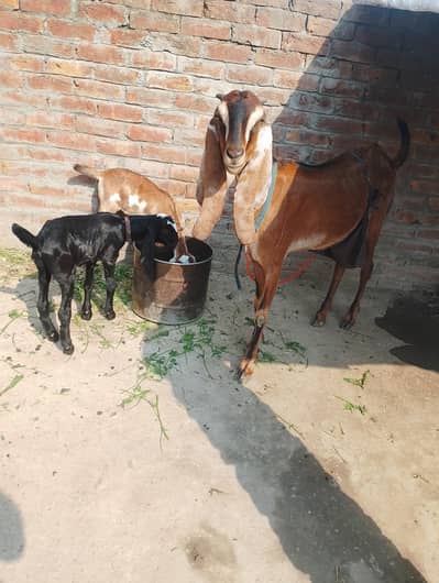 pure Nagra bakri milking with kids