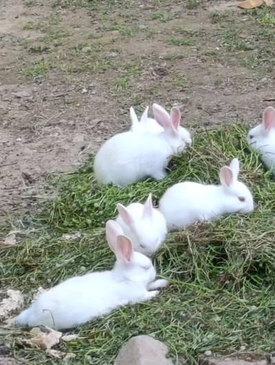 neZealand Rabbits Red eyes