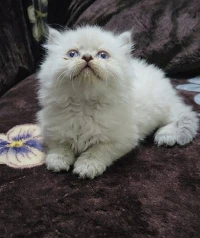 kitten |Persian kittens | punch face kittens | triple coat |Gujranwala