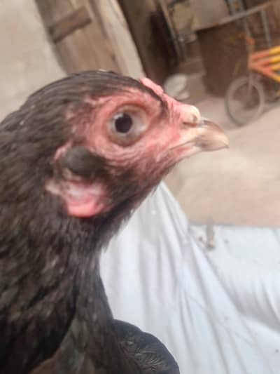 thi cross female and male