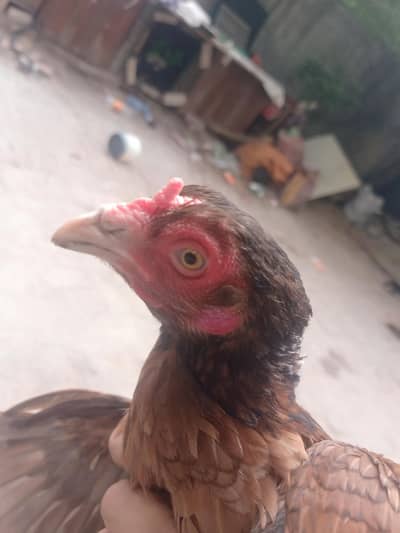 zero size aseel female and normal size female for sale