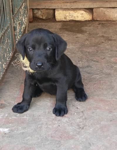 Quality Labrador Female Puppy Available