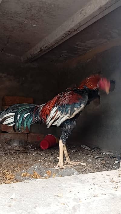 aseel murgha for sale