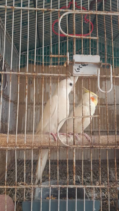 2 red eyes hai 2 grey hai 1 cream male hai