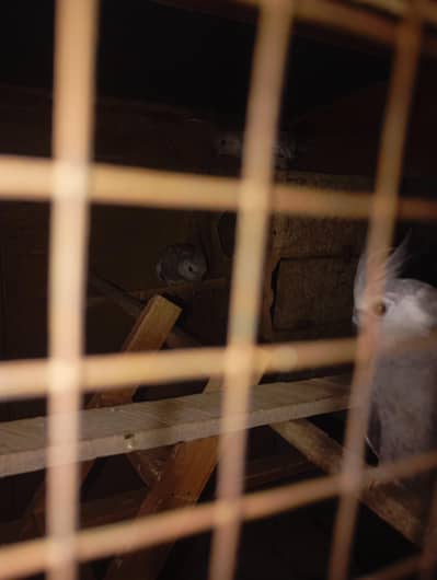 cocktail parrot for sale