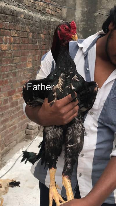 PURE Lakha Shamo High Quality Bird