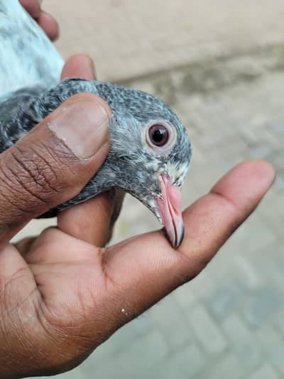 Teddy Ferozpuri Golden