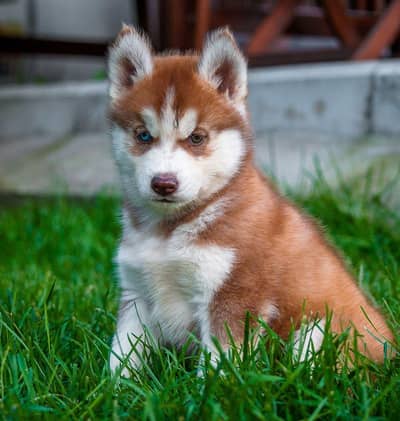 SIBERIAN HUSKY PUPPIES AVAILABLE FOR SALE
