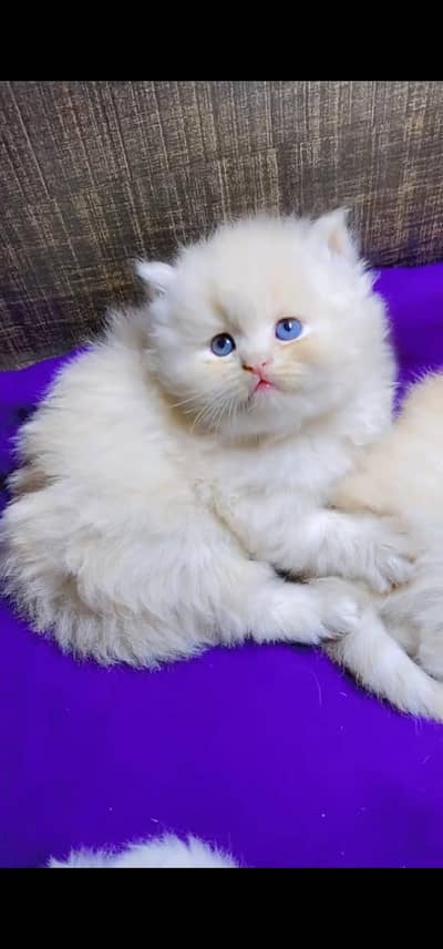 Quality Persian Punch face cat & kitten is 03233614642 WhatsApp