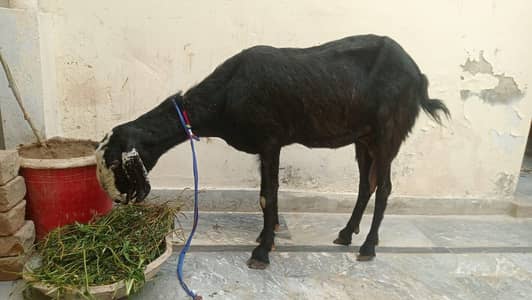 active and healthy milky goat