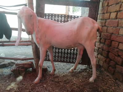 Pregnant tiyar rajanpuri bakri
