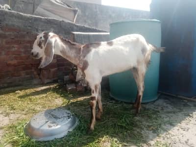 Bakri aik bacha k sath