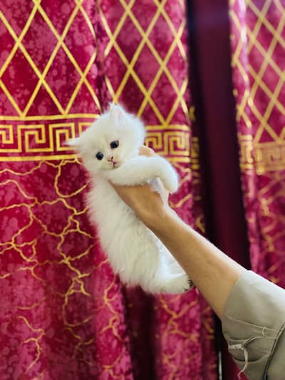 Persian 3rd coated blue and gray eyes