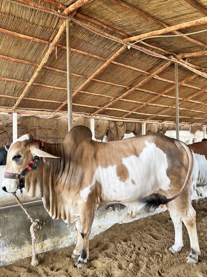 Mid range available 2