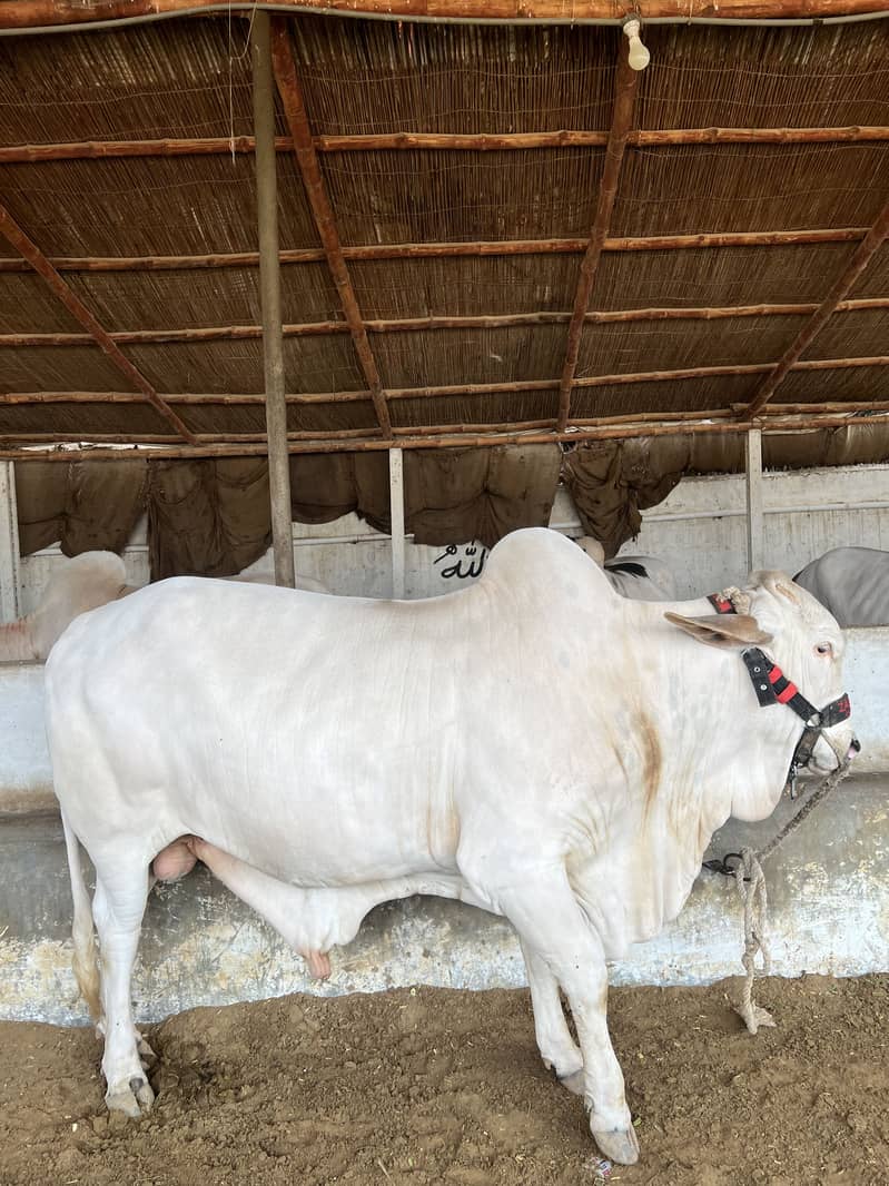 Mid range available 3