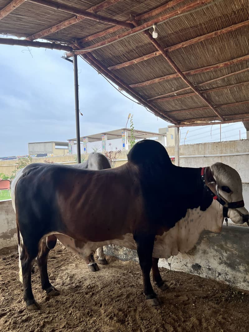 Mid range available 4