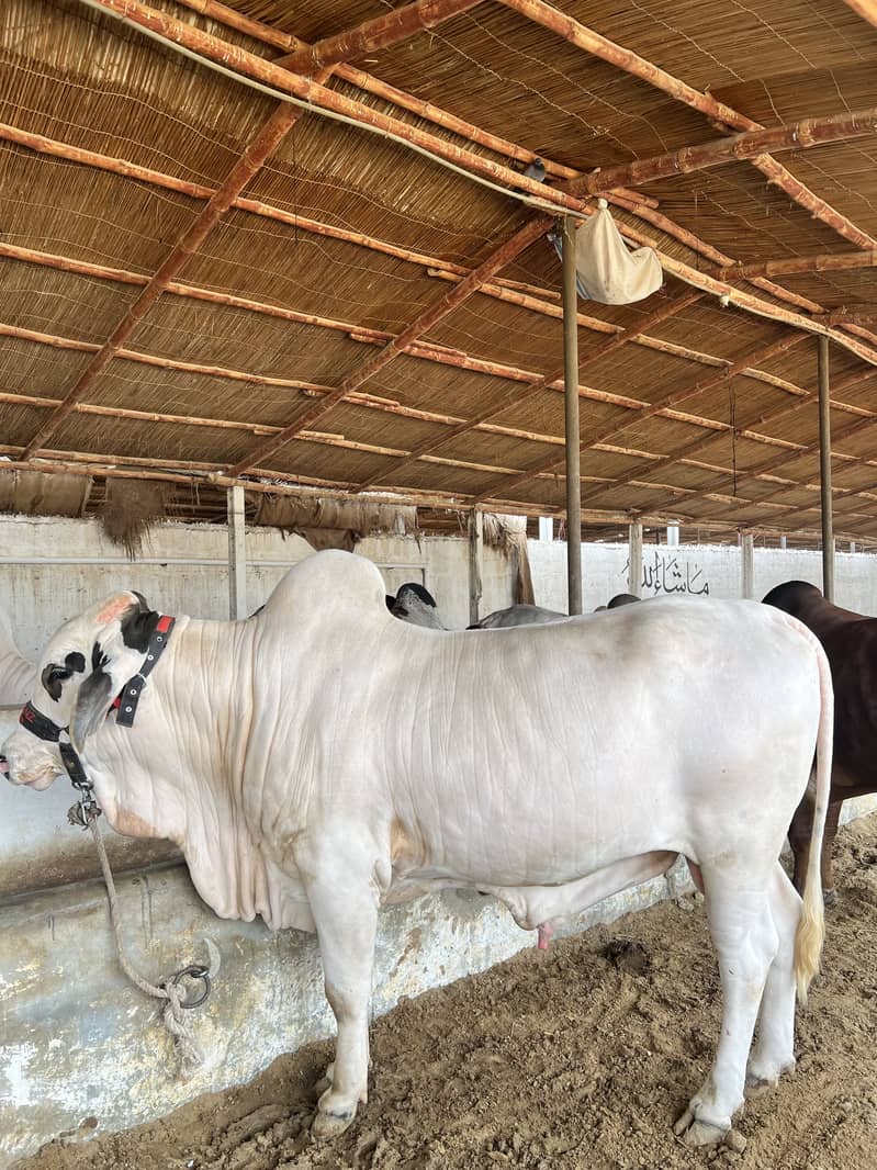 Mid range available 5