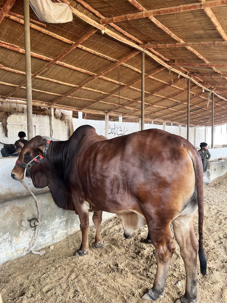 Mid range available 6