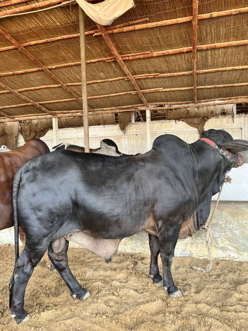 Mid range available 7