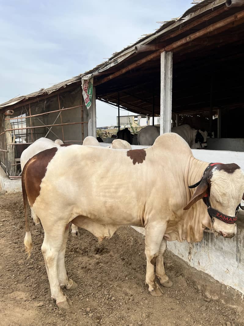 Mid range available 8