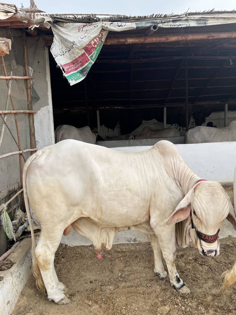 Mid range available 9