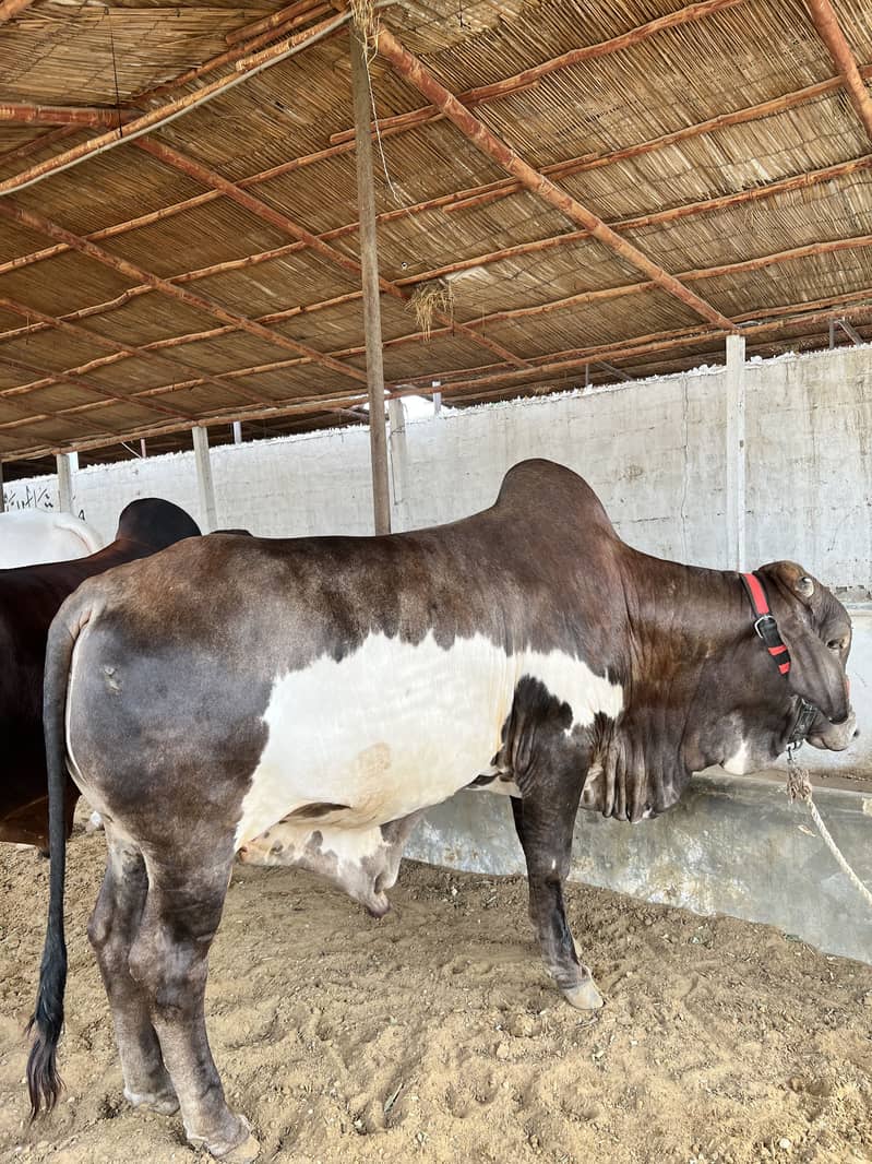 Mid range available 10