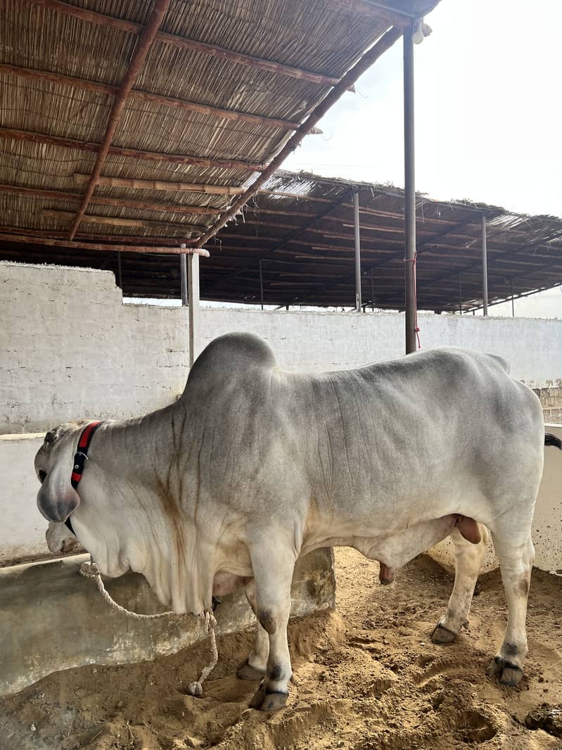 Mid range available 11