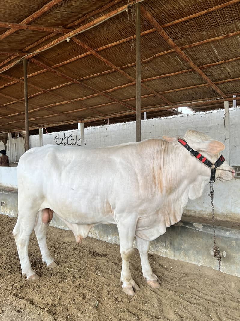 Mid range available 12