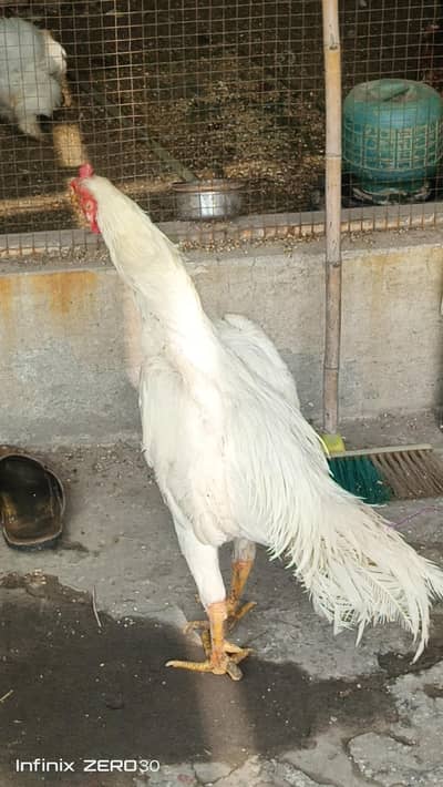 shamo pure german ma read description