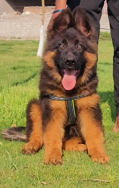 German Shepherd 03217489701