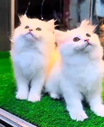 Quality Persian Punch face cat & kitten= Mor 03205959094=WhatsApp