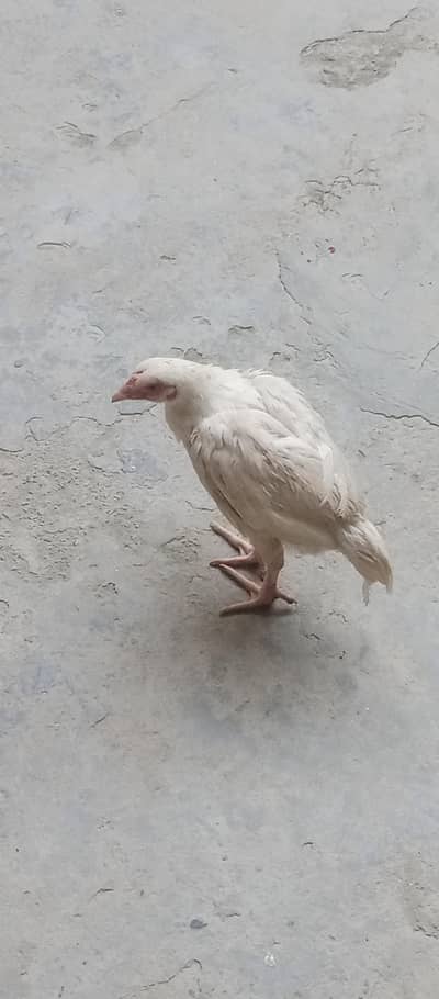 white aseel for sale