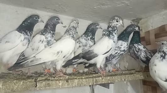 Golden pathy pathian