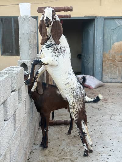 Desi bakra  for sale