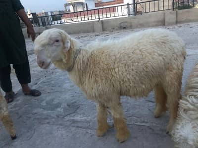 white Nukhray Jori Mundra Chatray