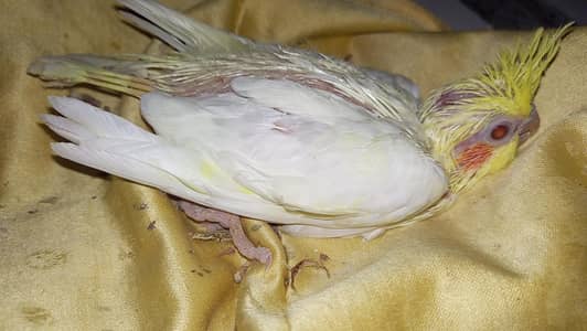 cream coacktails  for hand tame purpose