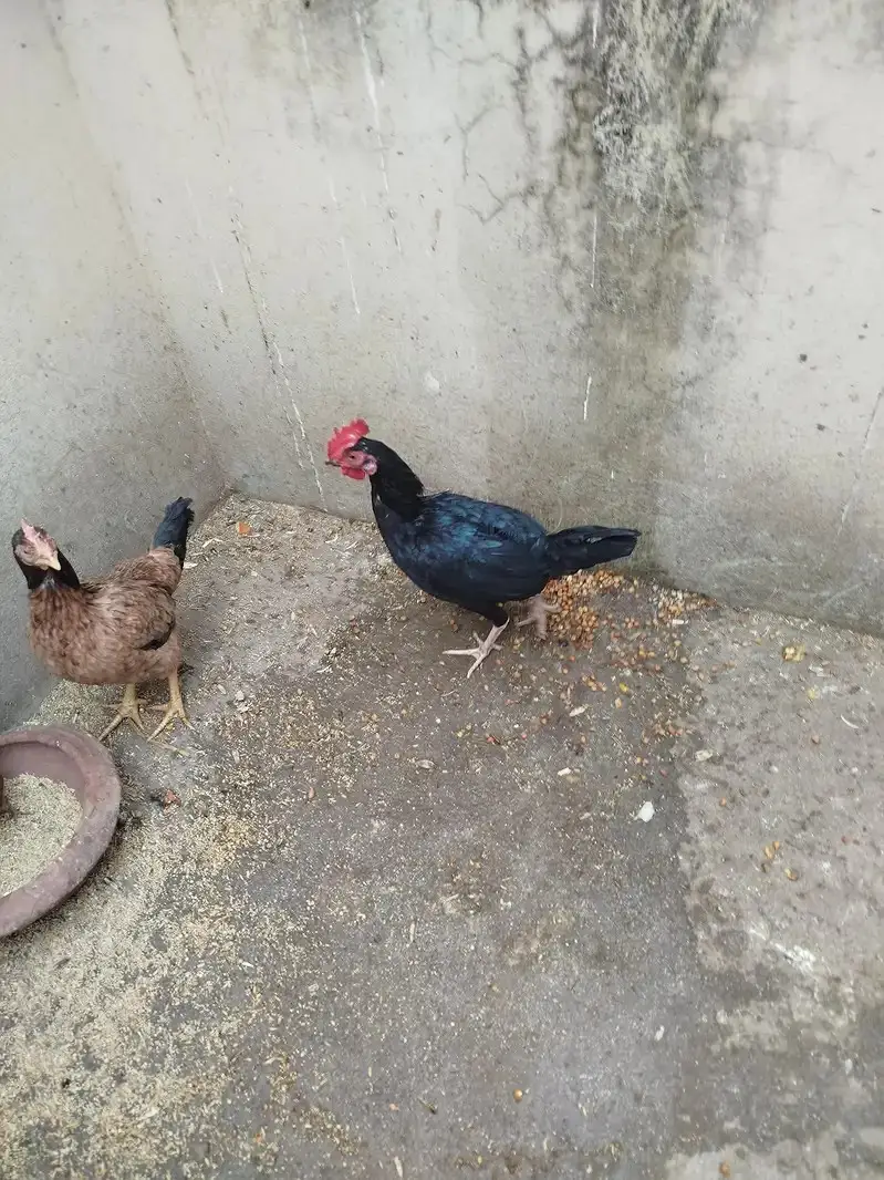 Desi Murghi & Murga Available | Healthy Farm Chickens | Urgent Sale — photo 3