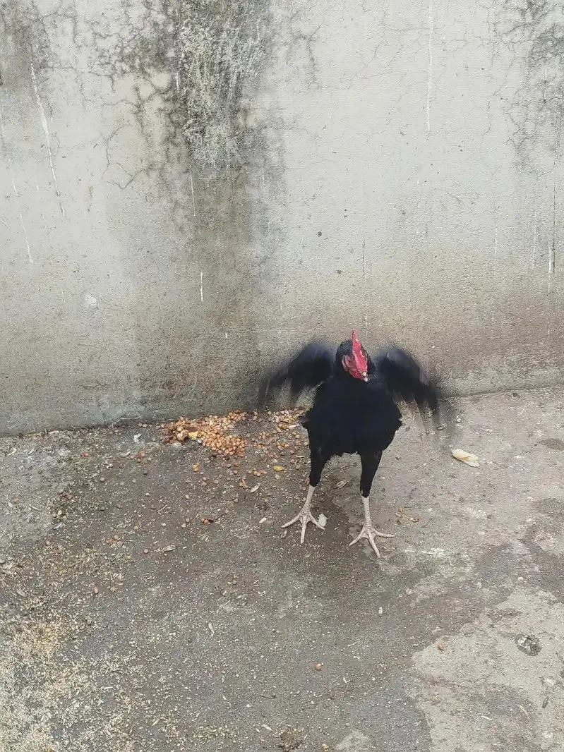 Desi Murghi & Murga Available | Healthy Farm Chickens | Urgent Sale — photo 2