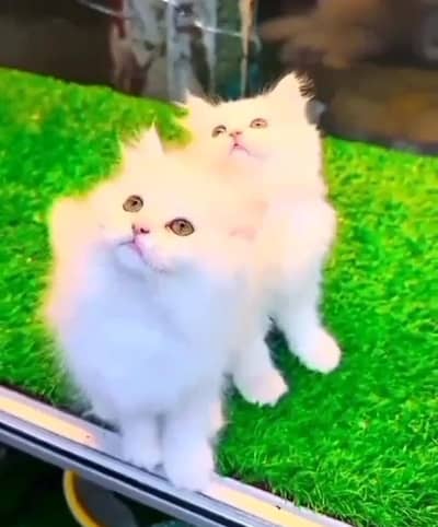 Quality Persian Punch face cat & kitten= Mor 03205959094=WhatsApp