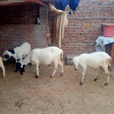 chhatra sheep for Qurbani 2026 3 male sheep available 1 Dasey 2 Mundre