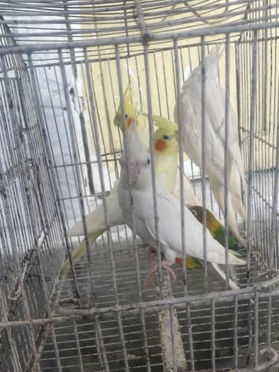 Coctail pair and green fisher