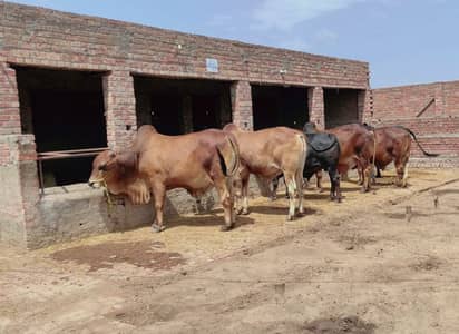 Bachra | Bulls | katta | wacha | cow | Qurbani k janwar