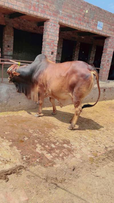 Bachra | Bulls | katta | wacha | cow | Qurbani k janwar