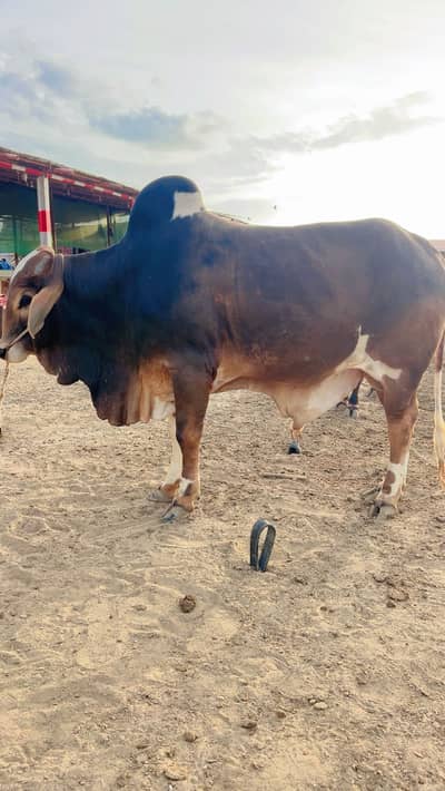 Sahiwal 2 dant bacha hai proper vaccination hoi hai